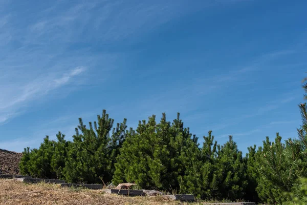Fir trees on grass with blue sky at background