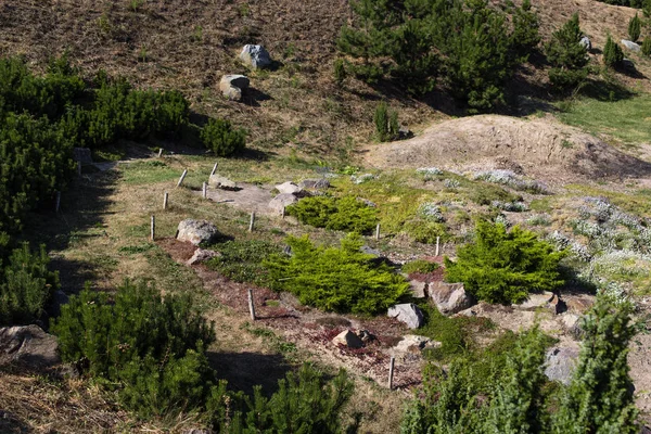 Parkta Taşlar Köknar Ağaçları Olan Manzara — Stok fotoğraf