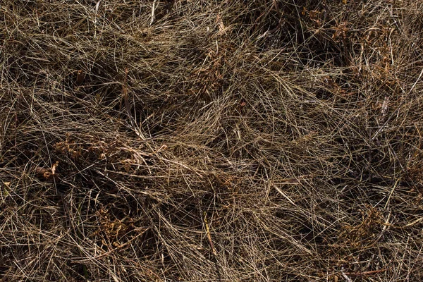 秋天干枯的褐色草地的俯瞰 — 图库照片