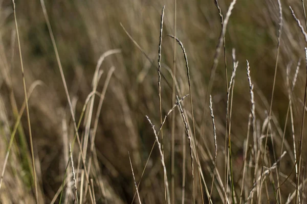田里小麦茎的近景 — 图库照片