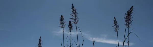 Στελέχη Από Φτερό Καλάμι Γρασίδι Μπλε Ουρανό Στο Παρασκήνιο Πανοραμική — Φωτογραφία Αρχείου
