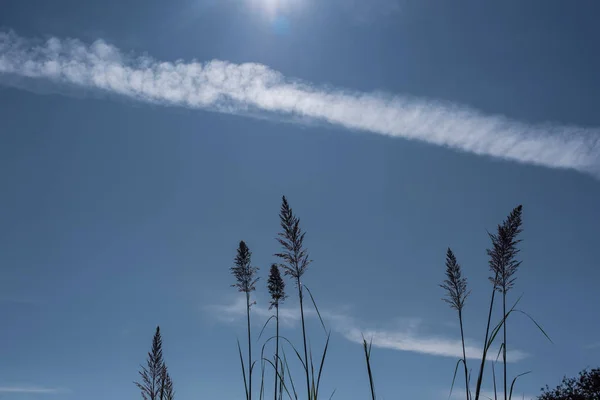 Stems of feather reed grass with blue sky and clouds at background