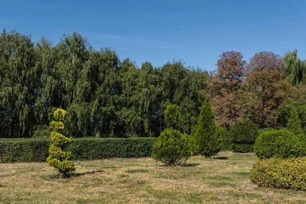 Arbres Verts Avec Des Buissons Sur Herbe Ciel Bleu Arrière — Photo