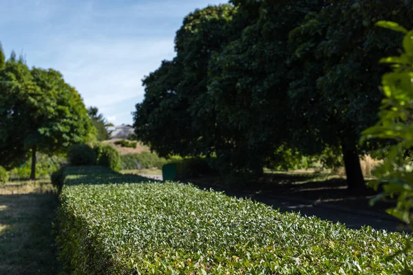 Arbusto Aparado Verde Entre Árvores Parque — Fotografia de Stock