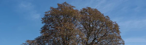 Panoramic shot of autumnal trees with blue sky at background