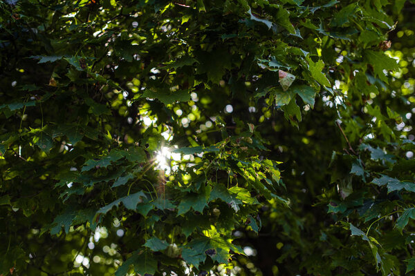 Sunlight in green leaves of tree at summertime