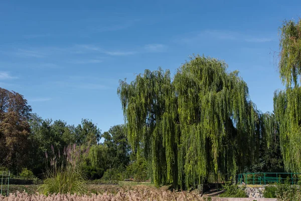 Yeşil Yapraklı Ağaçlar Arka Planda Mavi Gökyüzü Olan Çalılar — Stok fotoğraf