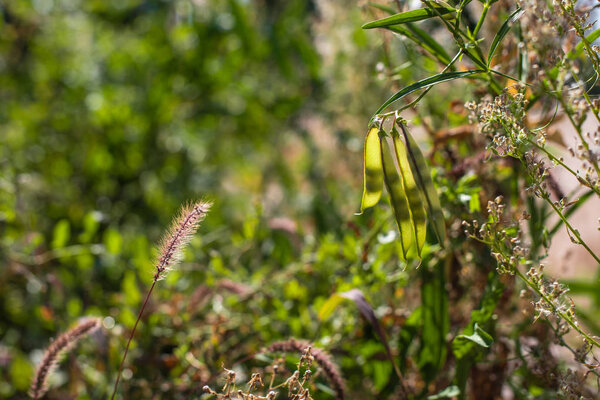 Selective focus of pea pods with grass and flowers