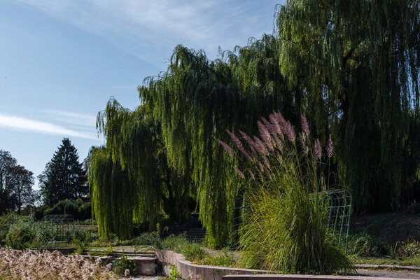 Перьевая трость трава против зеленых деревьев и голубое небо на заднем плане
