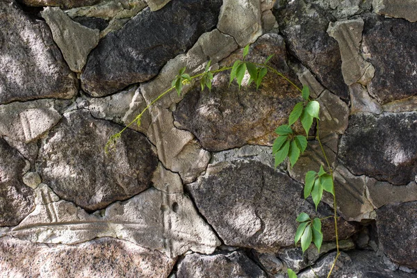 Stone Concrete Texture Green Branch Wild Grape — Stock Photo, Image