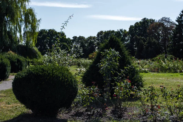 Trimmed Green Bushes Flowers Trees Park — Stock Photo, Image