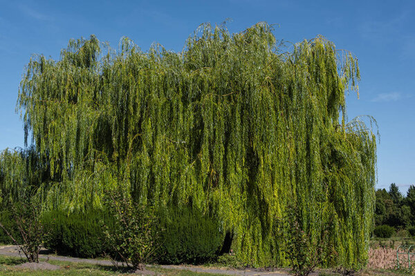 Green willow tree with bushes and blue sky at background