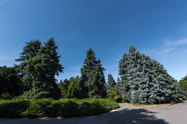 Fir trees and green bushes on walkway with blue sky at background