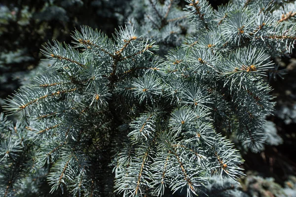 Close View Branches Pine Tree — Stock Photo, Image