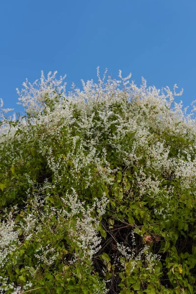 White flowers on green bush and blue sky at background — Stock Image White Flowers Green Bush Blue Sky Background Stock Image
