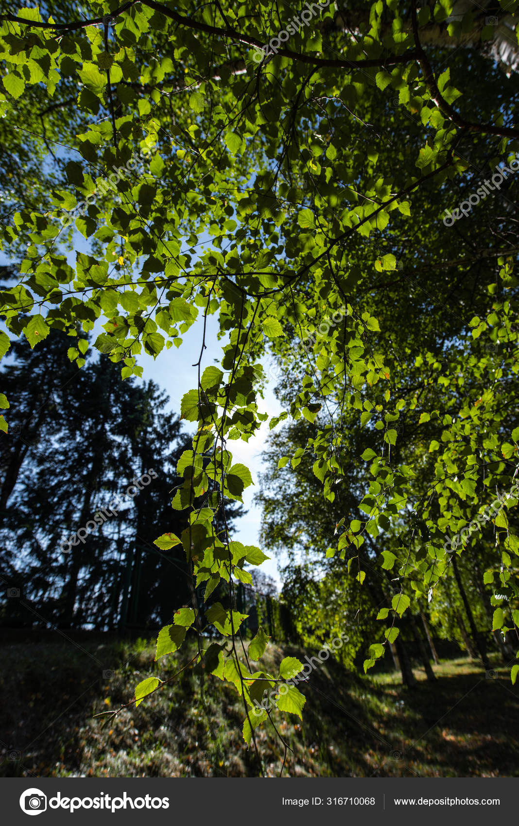 Green Branches Birch Tree Sunlight Blue Sky Background — Stock Photo