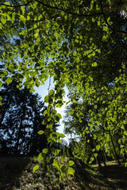 Green branches of birch tree in sunlight and blue sky on background clipart