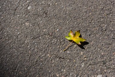 Top view of yellow autumn leaf on asphalt clipart