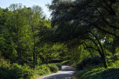 Parkta yeşil yapraklı ağaçlar arasında yürüyüş