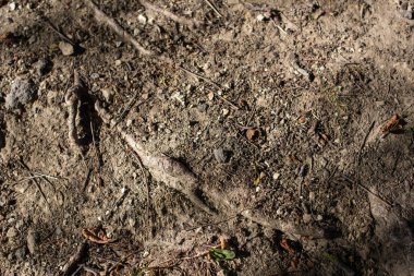 Top view of ground with tree roots clipart