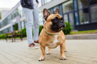 Fransız bulldog ve tasmalı adamın seçici odak noktası.