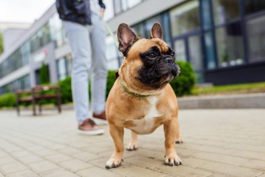 Selective focus of french bulldog and man with leash on street clipart