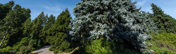 Fir trees and walkway with blue sky at background, panoramic shot