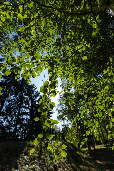 Green Branches Birch Tree Sunlight Blue Sky Background — Stock Photo, Image