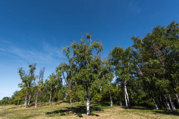 Birch trees with green leaves on grass with blue sky at background