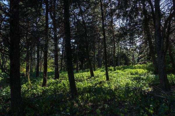Drzewa Zielona Trawa Światłem Słonecznym Lesie — Zdjęcie stockowe