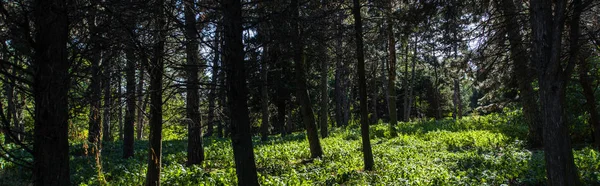 Drzewa Zielona Trawa Światłem Słonecznym Lesie Panoramiczne Ujęcie — Zdjęcie stockowe