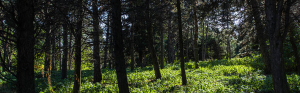 Trees and green grass with sunlight in forest, panoramic shot