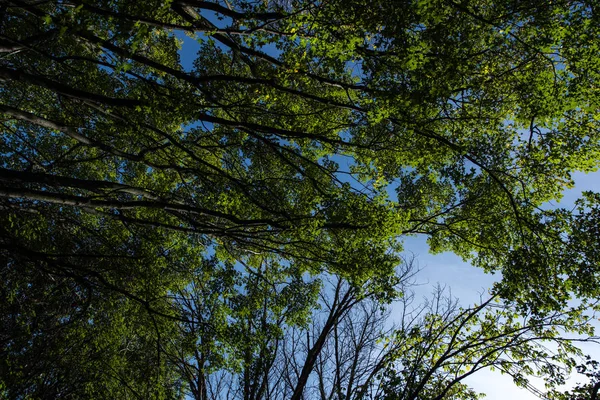Vista Inferior Árboles Con Follaje Verde Cielo Azul Fondo — Foto de Stock