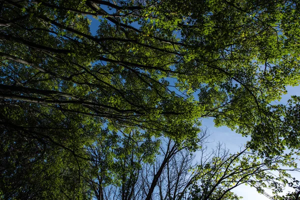 Bottom view of trees with green foliage and blue sky at background