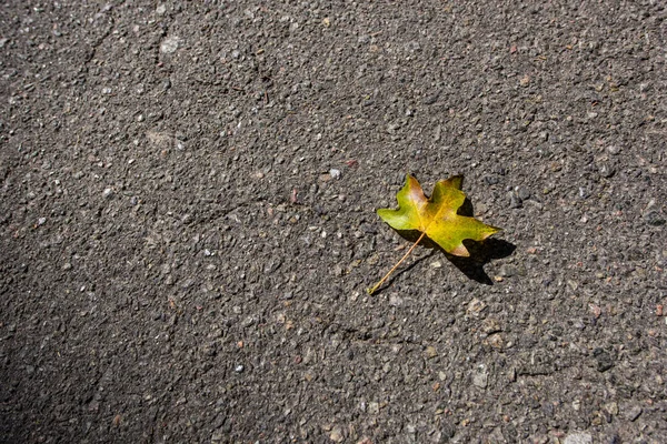 Top view of yellow autumn leaf on asphalt