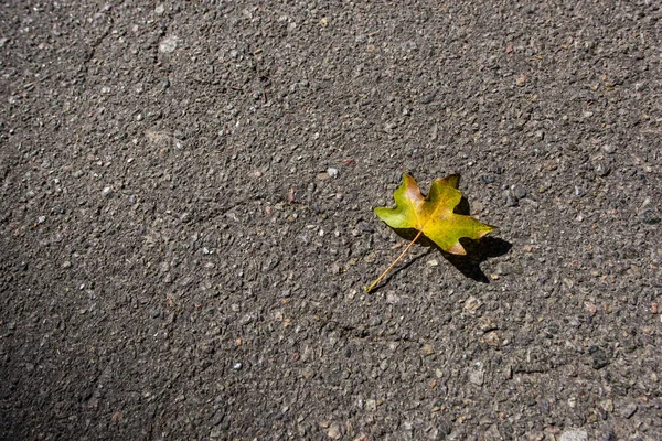 Верхний Вид Желтого Осеннего Листа Асфальт — стоковое фото