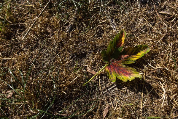 Vista Superior Hoja Otoño Sobre Hierba Seca —  Fotos de Stock