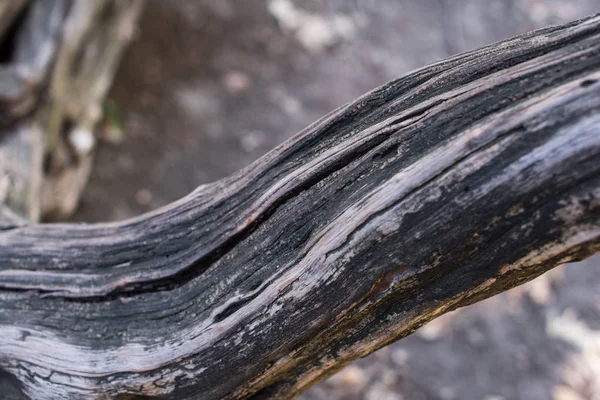 Close View Textured Tree Trunk — Stock Photo, Image