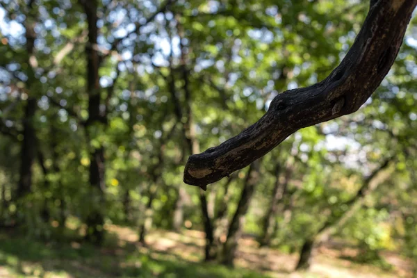 Vista Cerca Rama Seca Del Árbol Bosque Verano — Foto de Stock