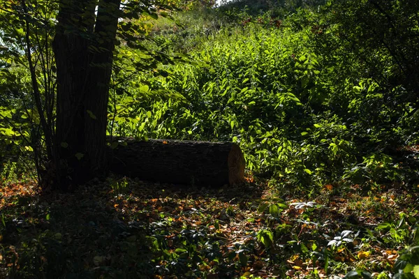 Wooden Log Tree Green Grass — Stock Photo, Image