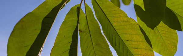 Green Leaves Blue Sky Background Panoramic Shot — Stock Photo, Image