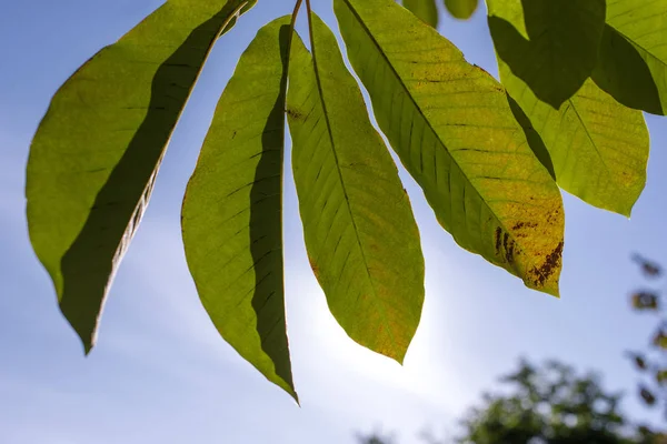 Close up view of green leaves with blue sky at background
