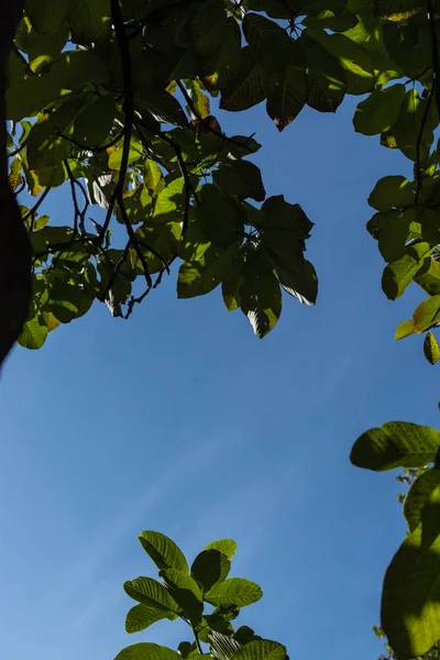 Bottom view of green foliage on tree with blue sky at background