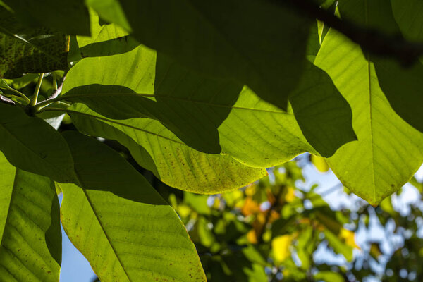 Close up view of green leaves of walnut tree with sunlight