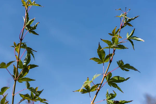 Maple Branches Green Leaves Blue Sky Background — Stock Photo, Image