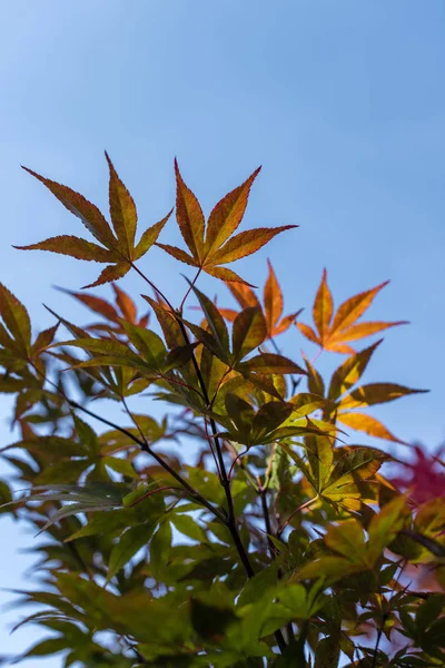 Κάτω Όψη Των Φθινοπωρινών Φύλλων Σφενδάμου Μπλε Ουρανό Στο Παρασκήνιο — Φωτογραφία Αρχείου