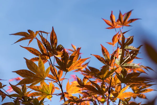 Autumn Leaves Maple Tree Branches Blue Sky Background — Stock Photo, Image