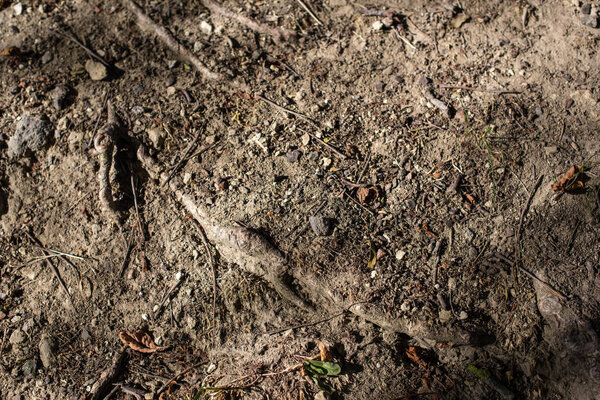 Top view of ground with tree roots