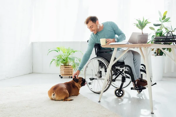 Sorrindo Homem Deficiente Segurando Copo Estendendo Mão Para Bulldog Francês — Fotografia de Stock