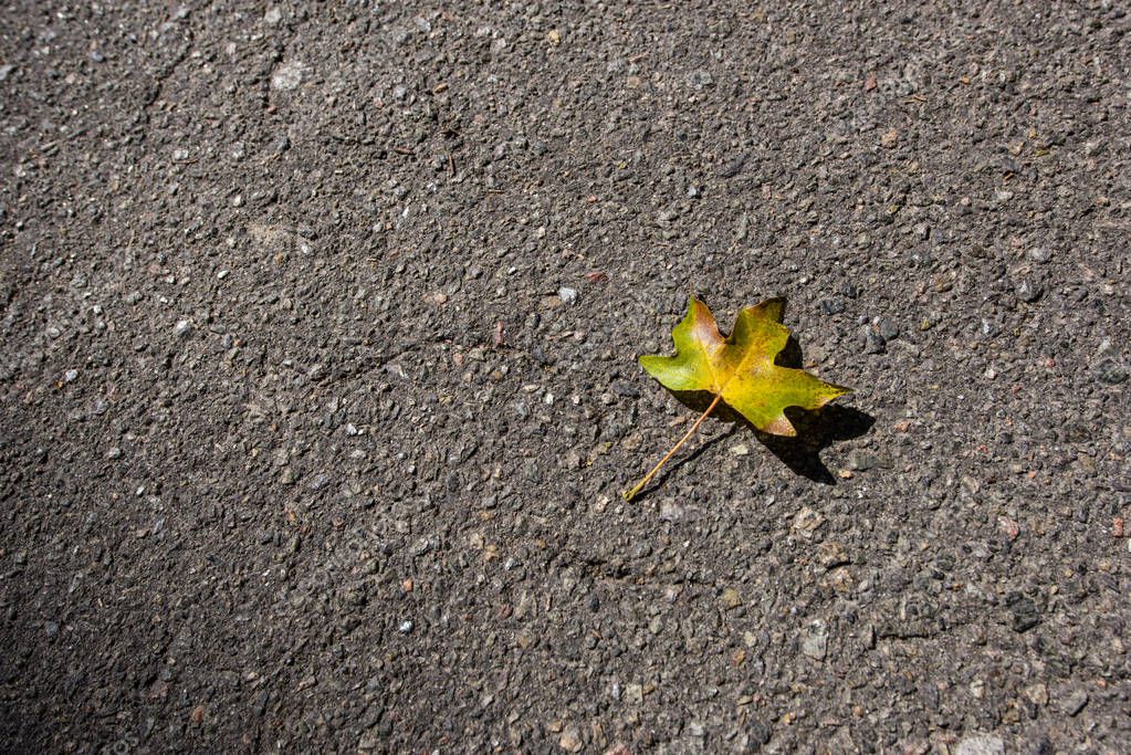 Top view of yellow autumn leaf on asphalt